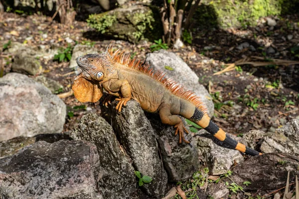 Tropik Sürüngen Portakal Guana — Stok fotoğraf