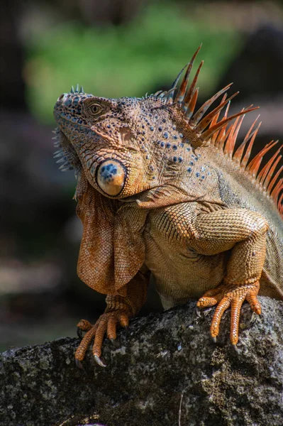 Iguana Laranja Réptil Tropical — Fotografia de Stock