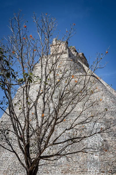 Ruinas Mayas Más Antiguas Con Árbol Bosque — Foto de Stock