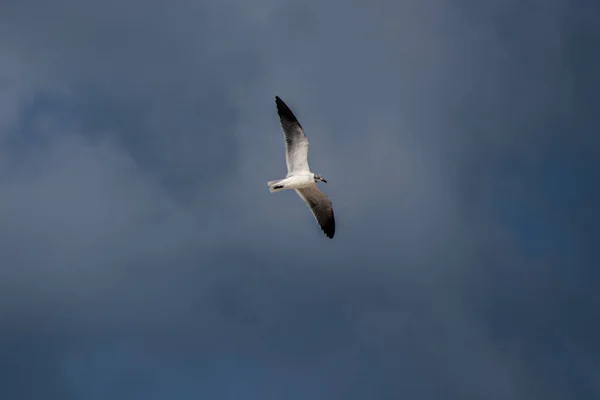 Racek Obloze — Stock fotografie