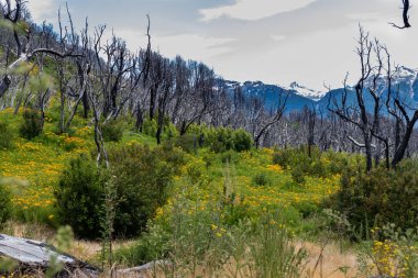 Yanan ormandaki orman