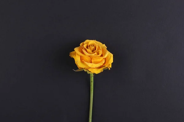 Flor Amarela Rosa Flor Isolada Fundo Escuro — Fotografia de Stock