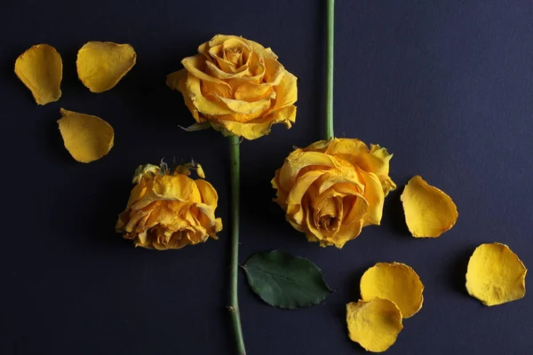 Çiçek Açan Sarı Güller Koyu Arkaplanda Yalıtılmış Telifsiz Stok Fotoğraflar