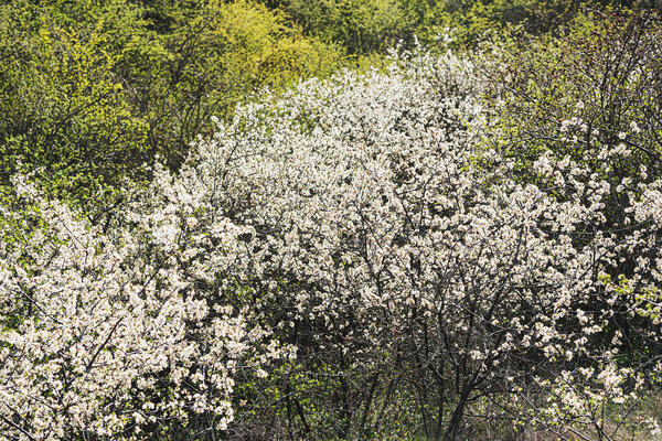 A magnificent grove with wild cherries