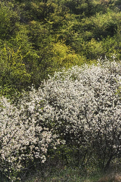 Un magnifique bosquet de cerises sauvages — Photo