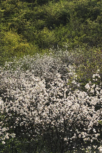 Un magnifique bosquet de cerises sauvages — Photo