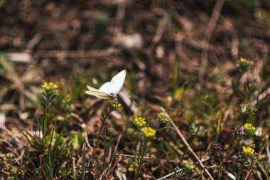 Sarı kır çiçeğinin üzerinde zarif beyaz bir kelebek