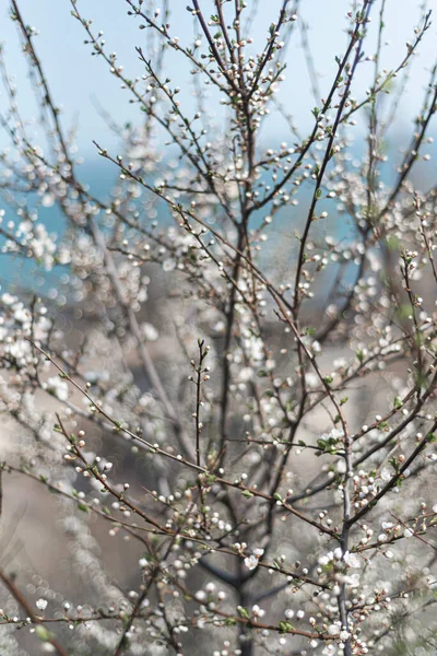 Beau cerisier en fleurs pendant la journée ensoleillée de printemps — Photo