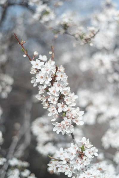 Güneşli bahar gününde güzel çiçek açan kiraz ağacı — Stok fotoğraf