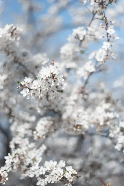 Beau cerisier en fleurs pendant la journée ensoleillée de printemps — Photo