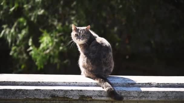 Eine graue gestromte Katze sitzt auf einem Zaun — Stockvideo