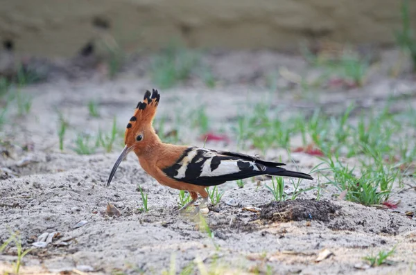 Afrikai Hoopoe Vadászat Földön — Stock Fotó