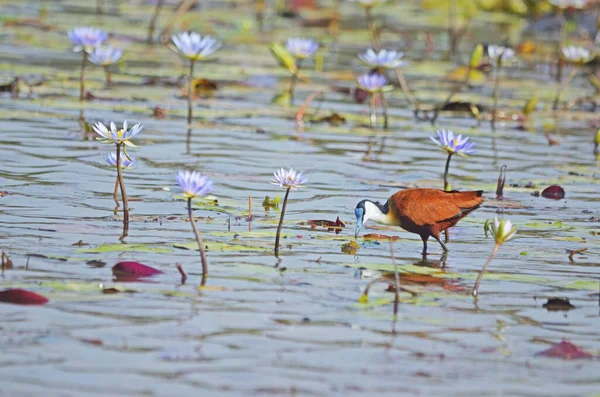 湖上撒满百合花的非洲茉莉花 — 图库照片