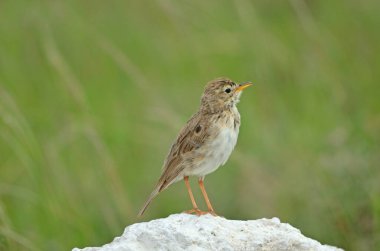 Afrika çukur taşı, yeşil arka plan, Namibya