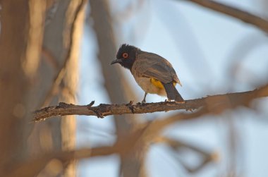 Afrika kırmızı gözlü bulbul, Namibya