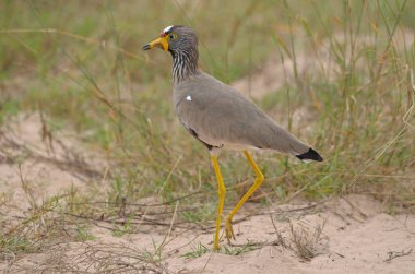 Afrika sarkık kanatları, kumlu kıyıya yakın çekim