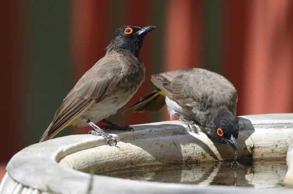 Afrykański Bulbul Czerwonooki Woda Pitna — Zdjęcie stockowe