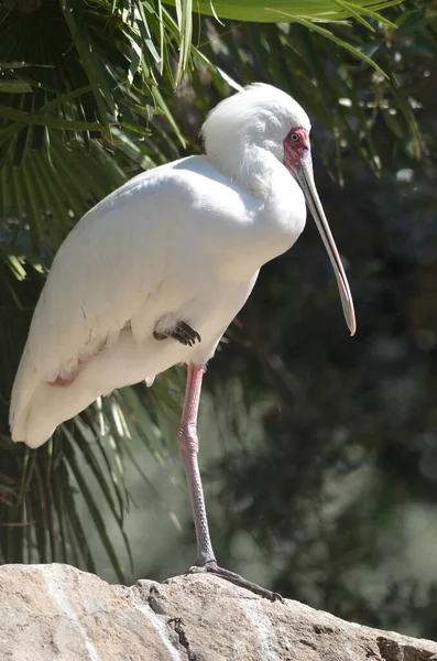 African Spoonbill Stoi Jednej Nodze — Zdjęcie stockowe