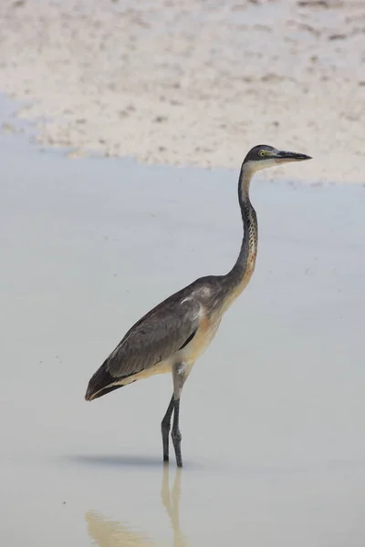 Czapla Czarnogłowa Wodzie Namibia — Zdjęcie stockowe