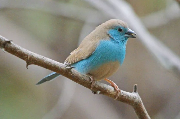 Blauer Wachsvogel Auf Zweig Kunene Region Namibia — Stockfoto