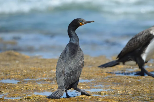 Cape Cormorant kıyıda, mavi ve kahverengi arka plan