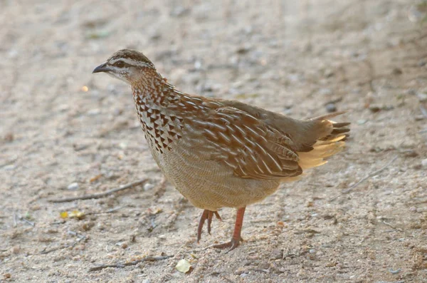 Crested Francolin Walks Road — Stock Photo, Image
