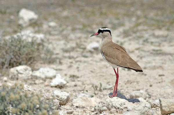 Coroado Lambendo Parque Nacional Etosha — Fotografia de Stock