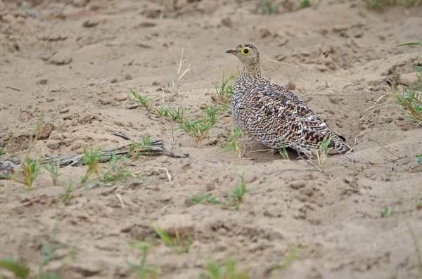 Αμμόλοφος Διπλής Ζώνης Εθνικό Πάρκο Etosha — Φωτογραφία Αρχείου