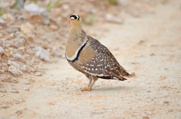 Doppelgebändertes Sandhuhn Etosha Nationalpark — Stockfoto