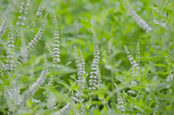 纳米比亚绿草开花 — 图库照片