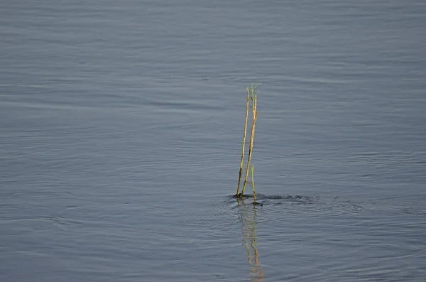 Schilf Wächst Aus Dem Fluss Norden Namibias — Stockfoto