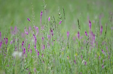 Pembe çiçekli yeşil çimen tarlası