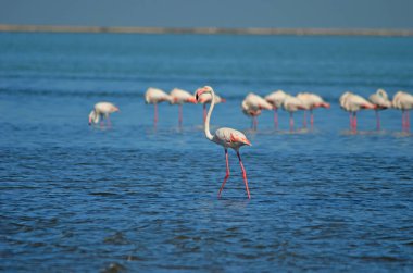 Atlantik Okyanusu 'nda daha büyük flamingo, Walvis Körfezi