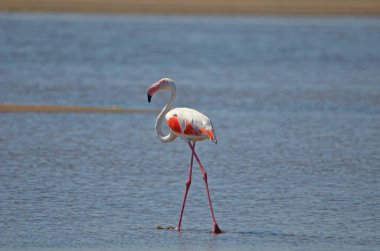 Atlantik Okyanusu 'nda daha büyük flamingo, Walvis Körfezi