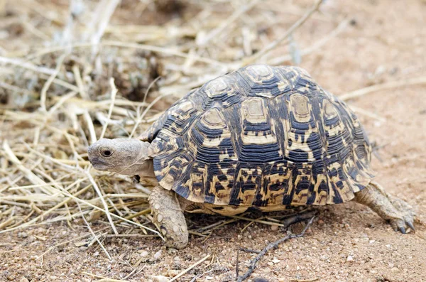 Leopard tortoise walks slowly in Etosha