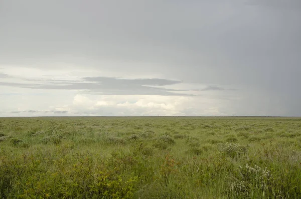 Dramatic scene of flat green plain and large rain clouds above, Etosha