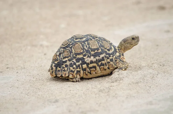 Baby Luipaard Schildpad Zanderige Stenige Omgeving Namibië — Stockfoto