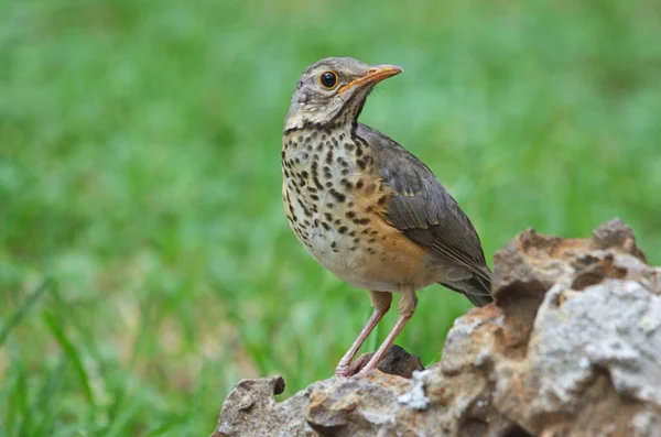 Kurrichane Thrush Auf Einem Felsen Etosha Grüner Hintergrund Nahaufnahme — Stockfoto