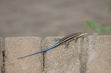 Namibya 'daki tuğla duvardaki gökkuşağı desenini kapat