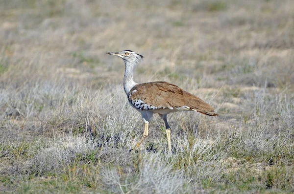 Detailní Záběr Kori Bustardu Národním Parku Etosha Namibie — Stock fotografie