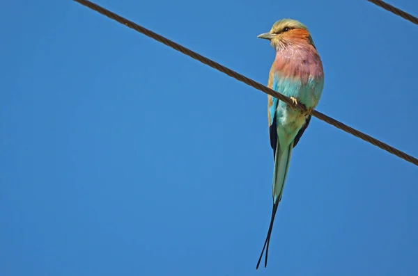 Fliederrolle Auf Draht Blauer Himmel Namibia — Stockfoto