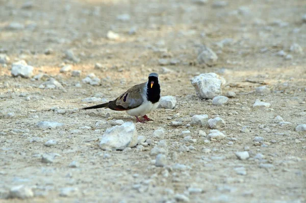 Namaqua Taube Auf Steinigem Boden Namibia — Stockfoto