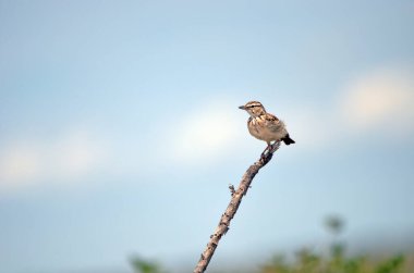 Sabota tarlakuşu ağaç dalında, mavi arka plan, Namibya