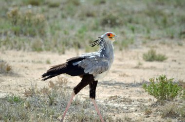 Sekreter kuş savanada yürüyor, Etosha, Namibya