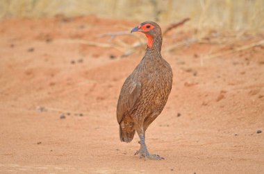 Swainsons Spurfowl 'un yakın çekimi kumlu yolda, Namibya