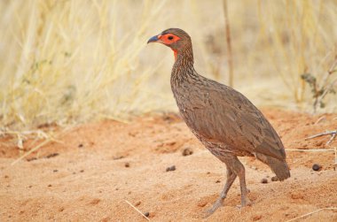 Swainsons Spurfowl 'un yakın çekimi kumlu yolda, Namibya