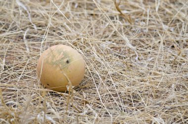 Afrika 'daki Namibya yabani otlarında çöl karpuzuna yakın çekim