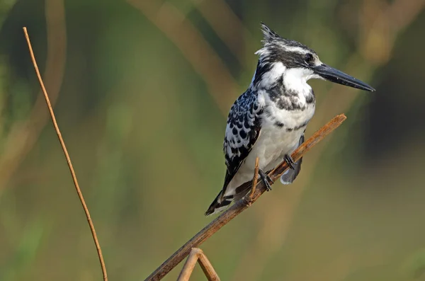 Pied Kingfisher Közeli Képe Namíbiai Zambezi Tartományban Található Ágon Zöld — Stock Fotó