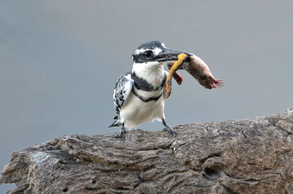 Pied Kingfisher Rozbija Żabę Gałęzi Drzewa Szare Tło Namibia — Zdjęcie stockowe