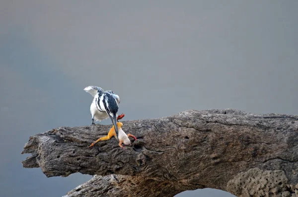 Pied Kingfisher Rozbija Żabę Gałęzi Drzewa Szare Tło Namibia — Zdjęcie stockowe